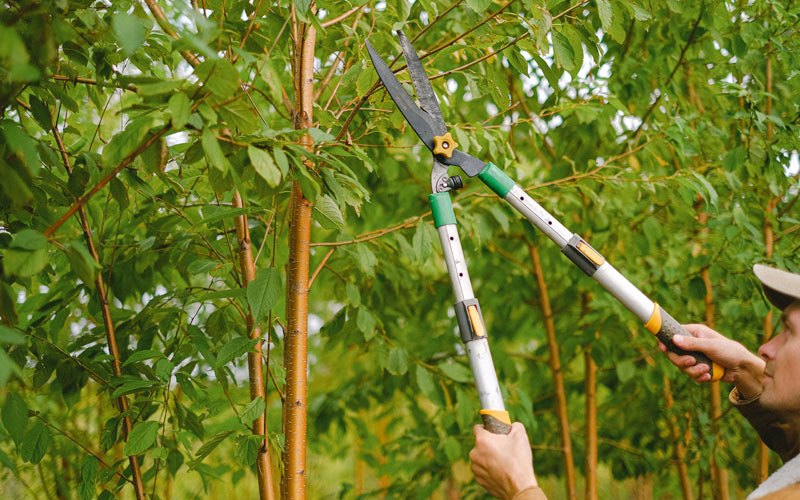 Tree trimming in Riverside, IA